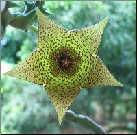 Orbea sp. kasouga